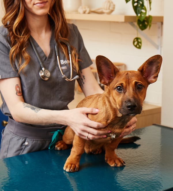 Dog throwing up store blood